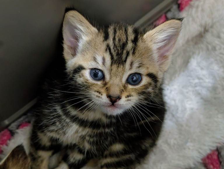 Tabby Kitten 