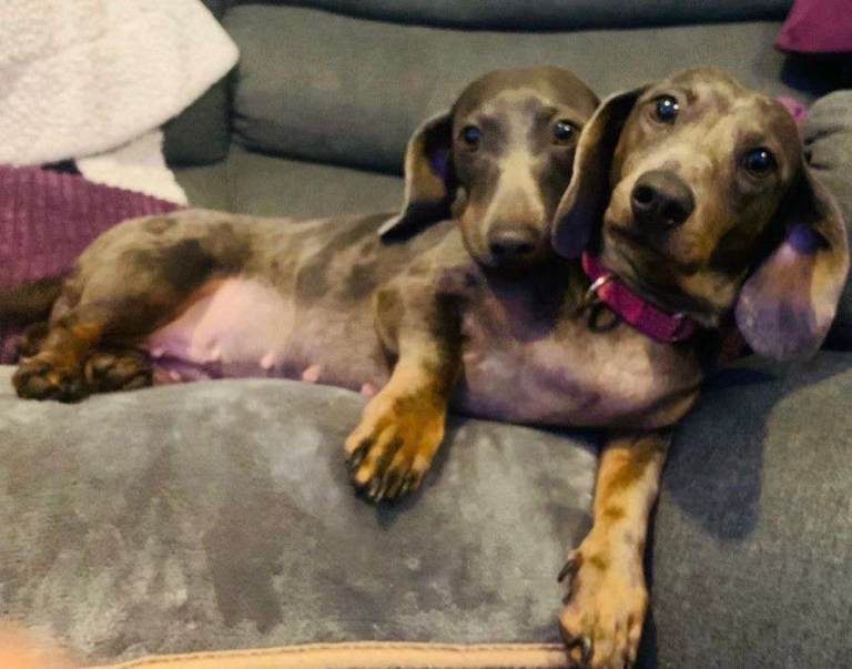 Female Daschunds need rehoming 