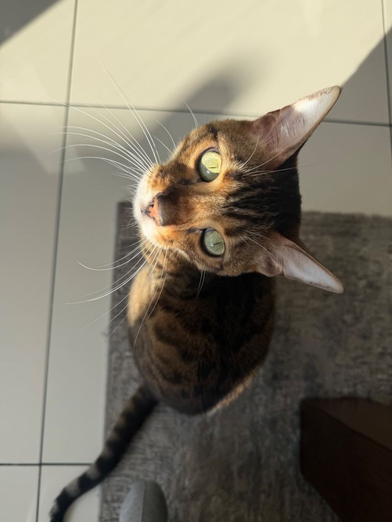 🐾 Friendly & Reliable Cat Sitter in Woking | Home Visits | Cat Feeding & Care 🐱