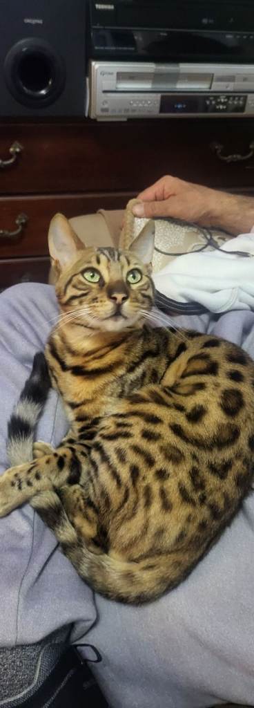 Beautiful bengal kitten 