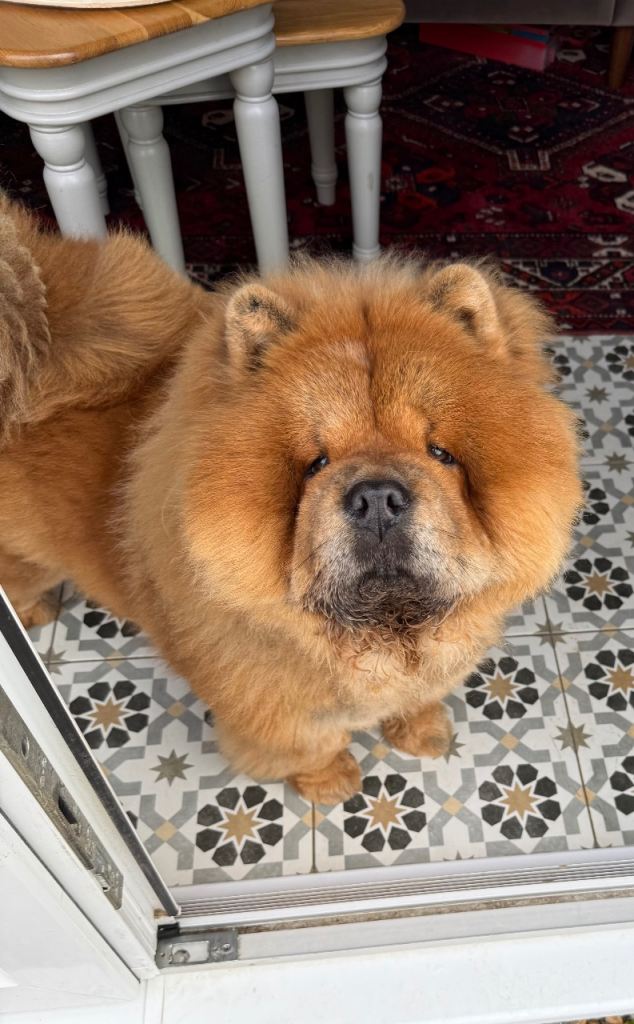 Red chow chow female teddy bear 
