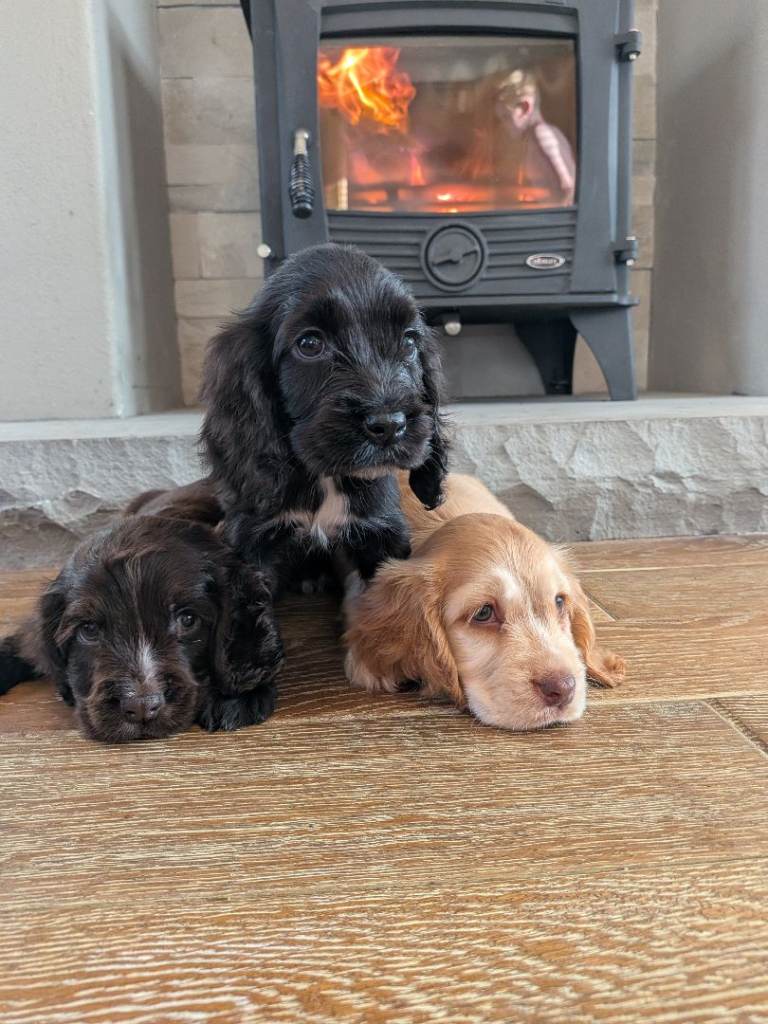 Cocker spaniel pups