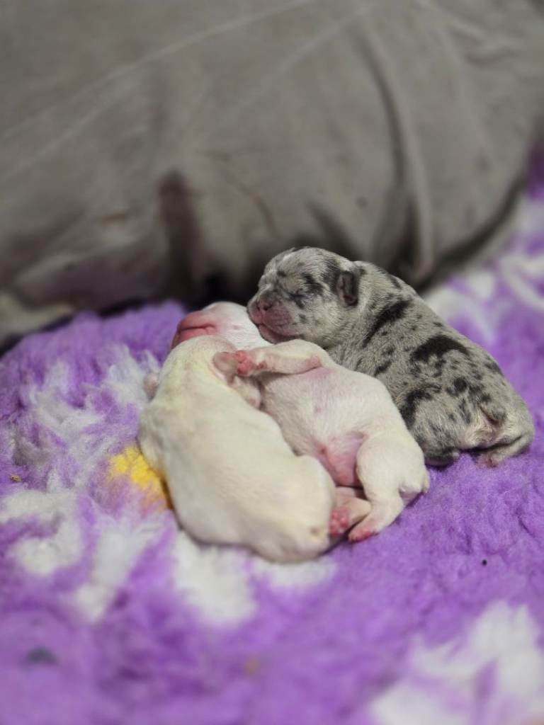 French bulldog puppies 