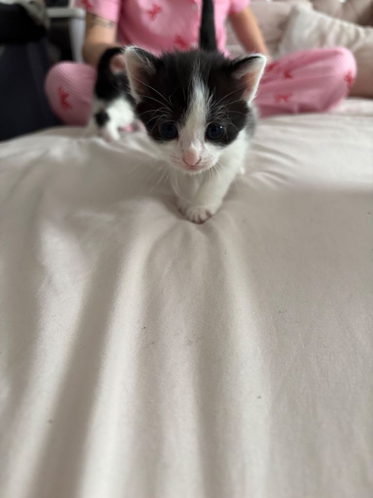 Kittens for sale 