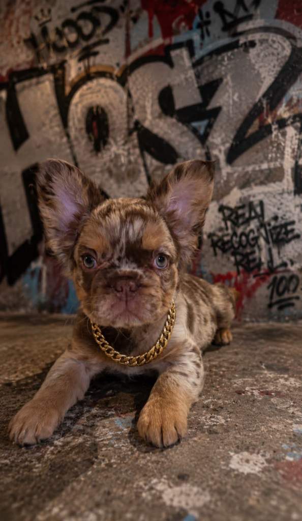French bulldogs/kc reg 