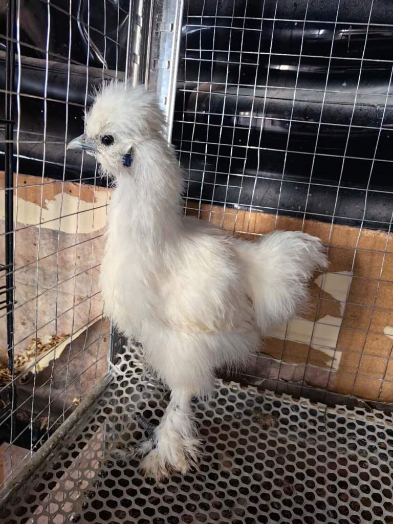 17 weeks silkies for sale in Cambridge