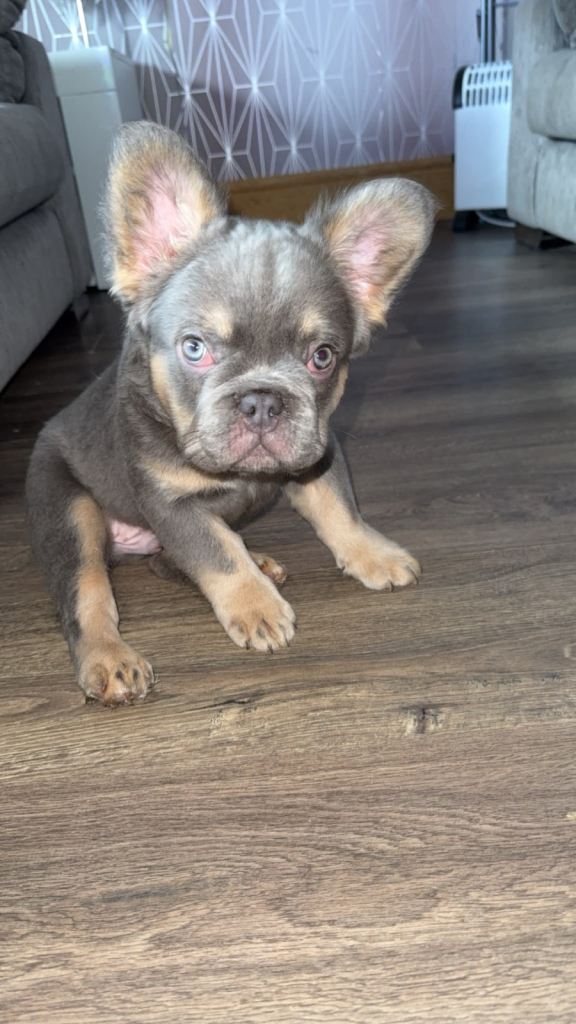 French bulldog pups