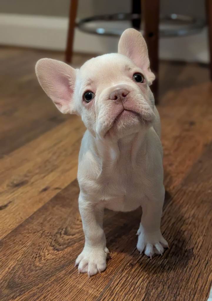 🐾 KC Registered French Bulldog Puppies 🐾