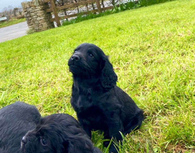 Black Cockapoo puppies.