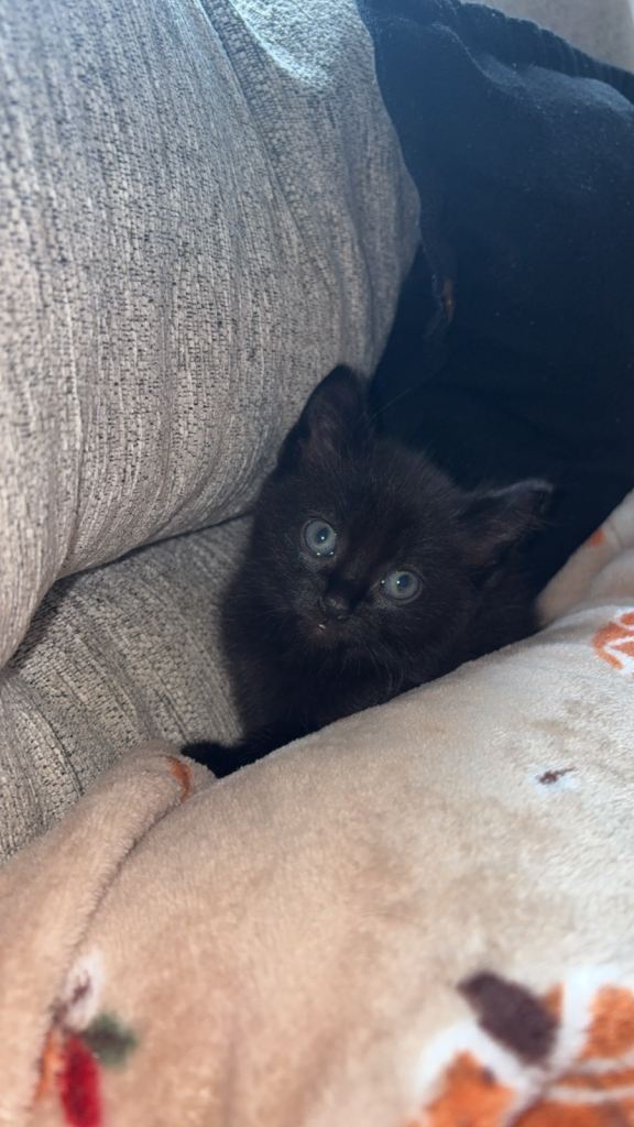 Kittens for sale 