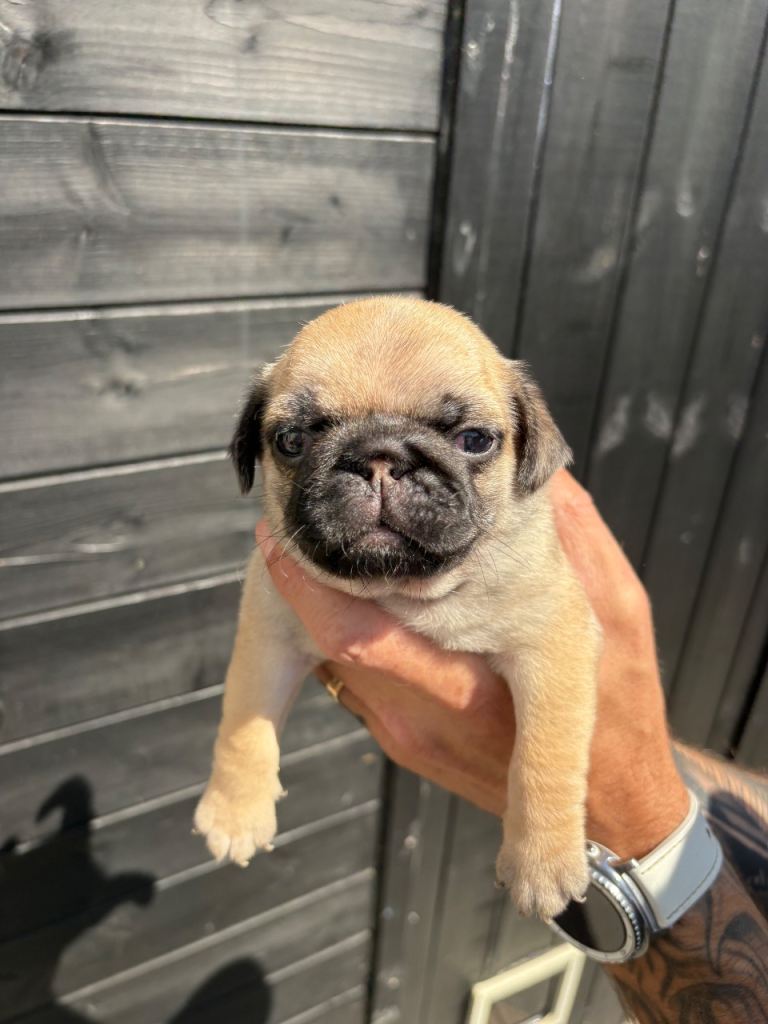 Kc registered Pedigree pug puppies 