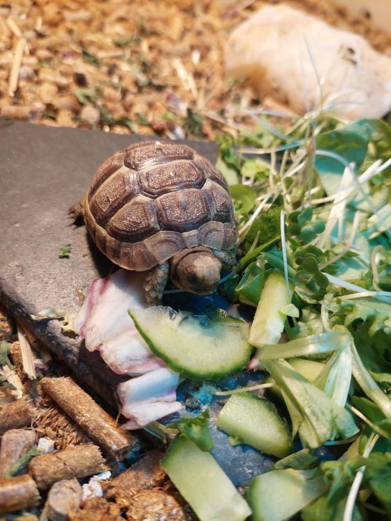 Med spur thigh tortoise hatchlings 