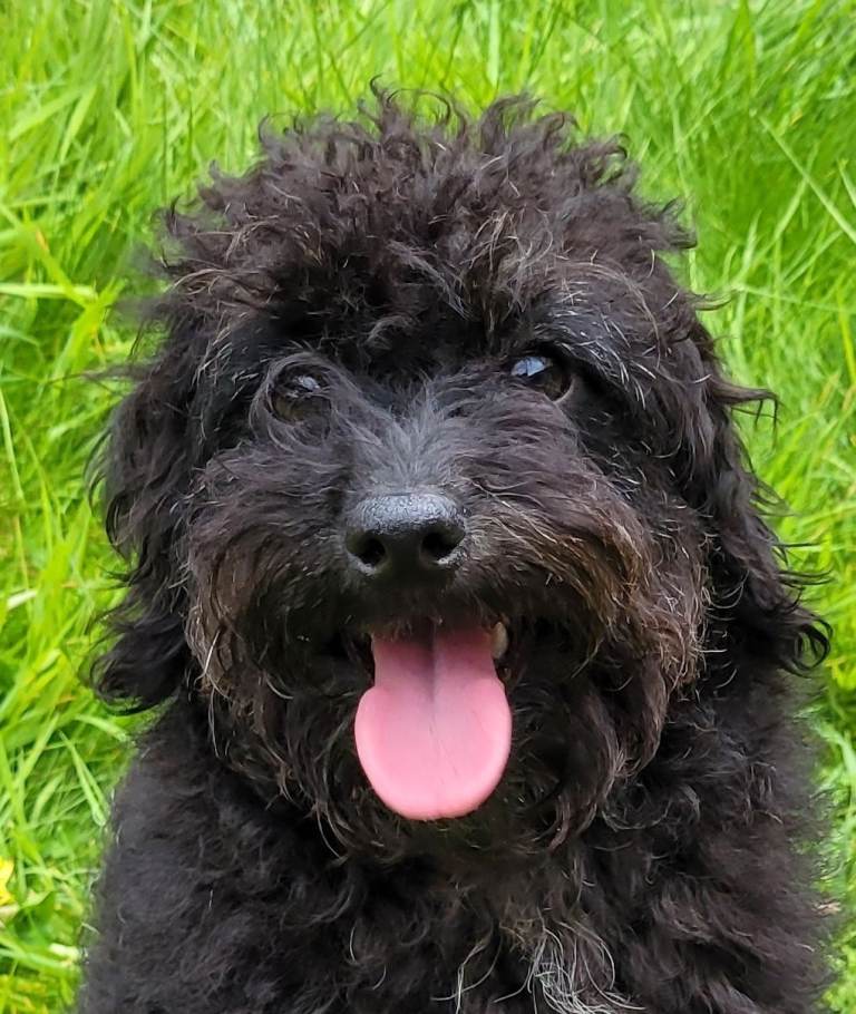 Labradoodle puppies only girls available small miniature 