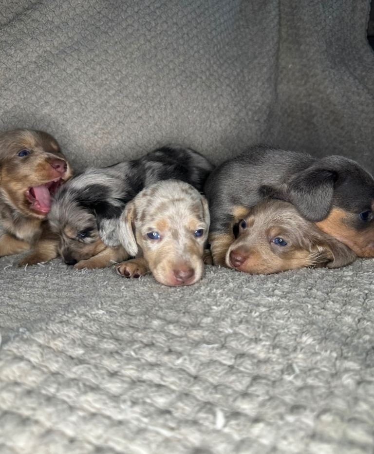 KC Reg Blue, Lilac & Cream & Longhair Mini Dachshund Puppies