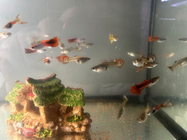 Mixed guppies for sale 