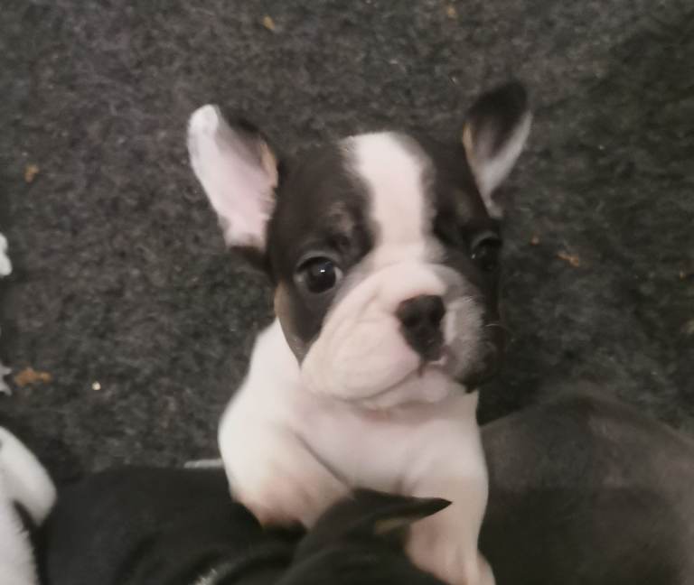 Frenchbulldog puppies