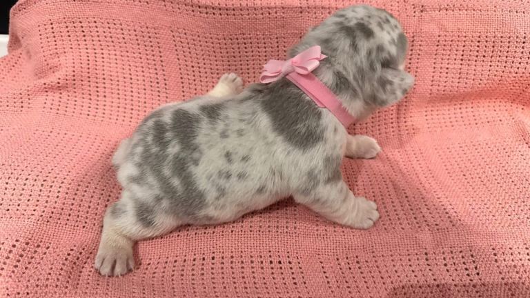 1 mearle little lady left 