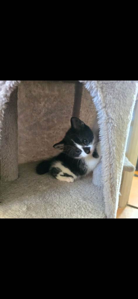 Beantiful Friendly Female Kitten for Sale