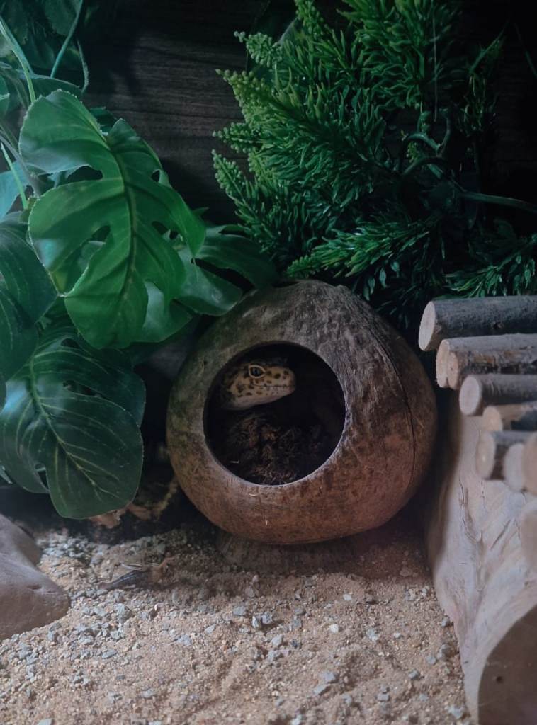 MALE LEPPARD GECKO ...plus full set up 