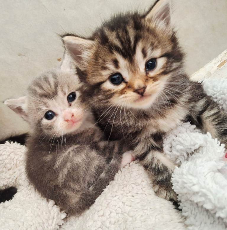 Kittens 