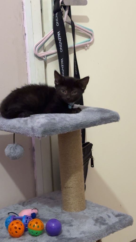 Kitten 9 weeks looking for a forever home