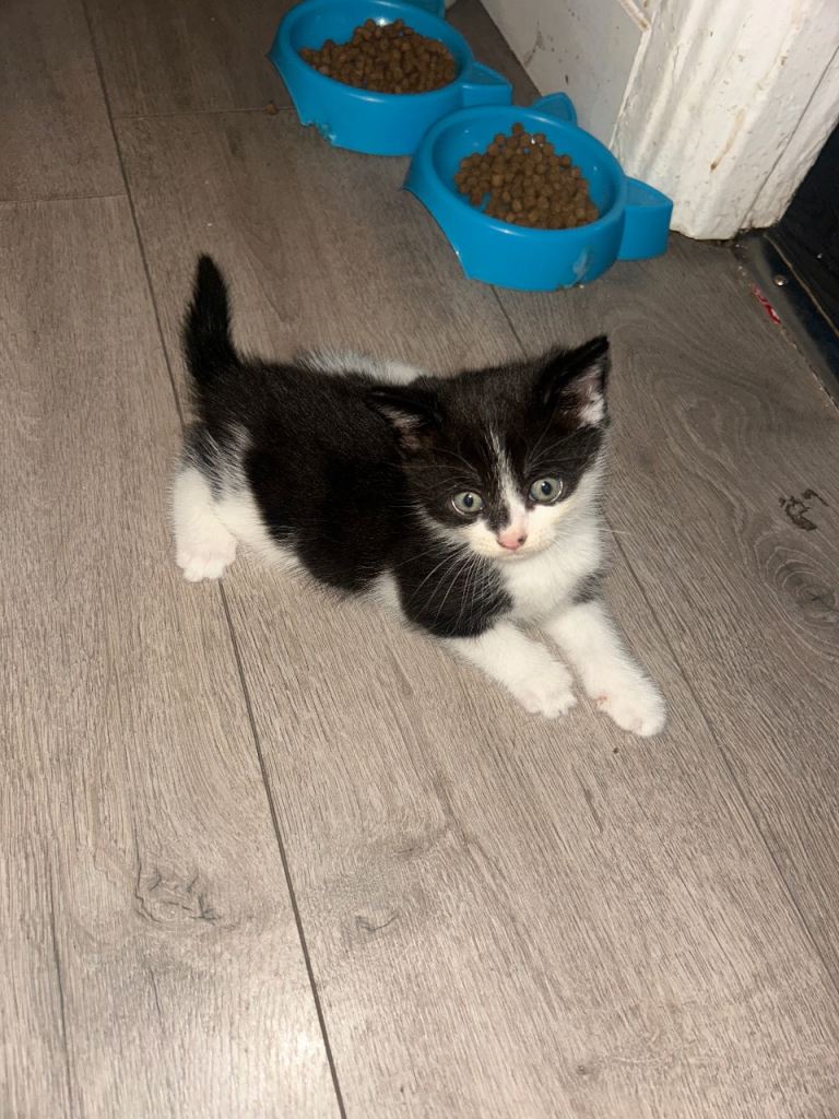 4 kittens for sale! ready to go now 