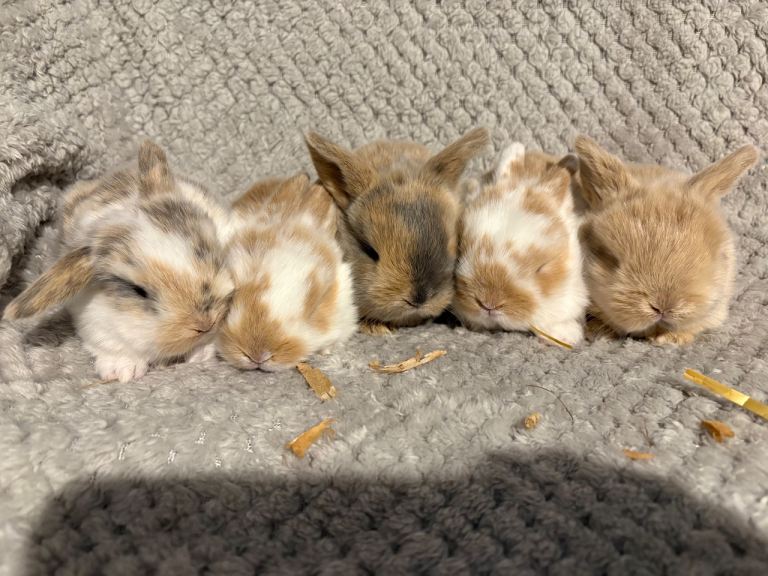 Mini lop babies 2boys 2girls 