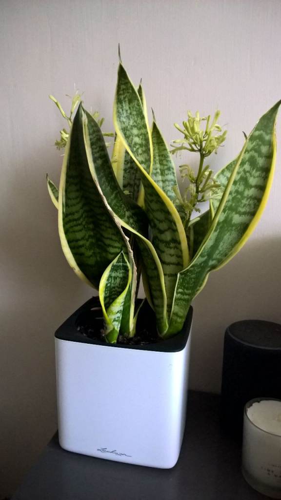 Gorgeous Flowering Sansevieria Trifasciata Laurentii - Variegated Snake Plant (Mother-in-law),