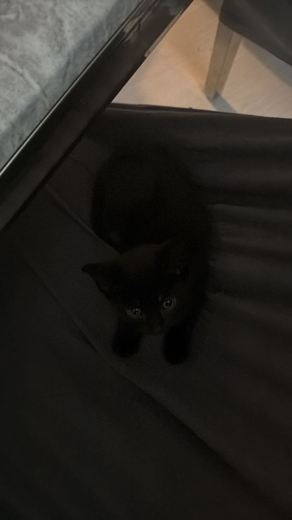 1 black female kitten