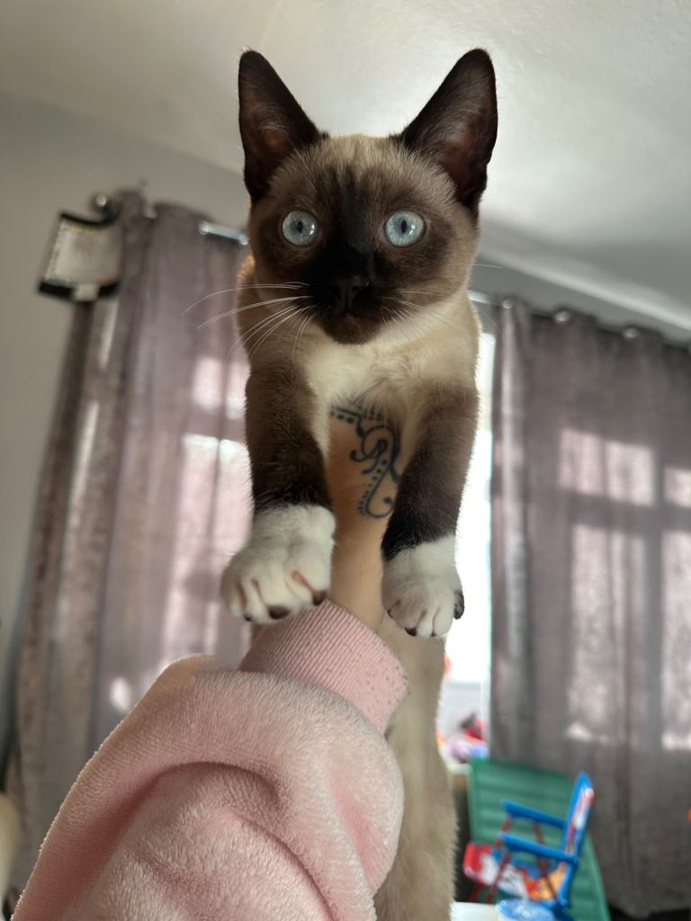 Siamese kitten 