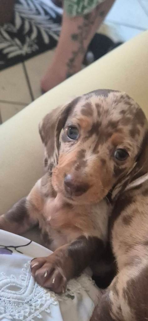 4 Boys 2 Girls Available Minature Dachshand