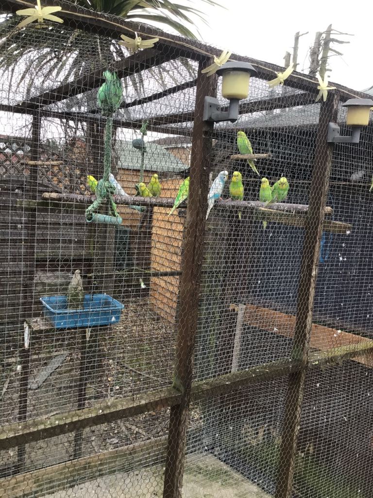 Baby budgies for sale 