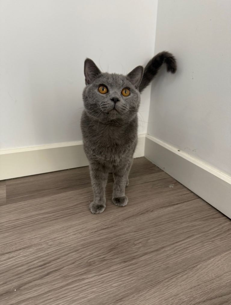 Male British short hair 