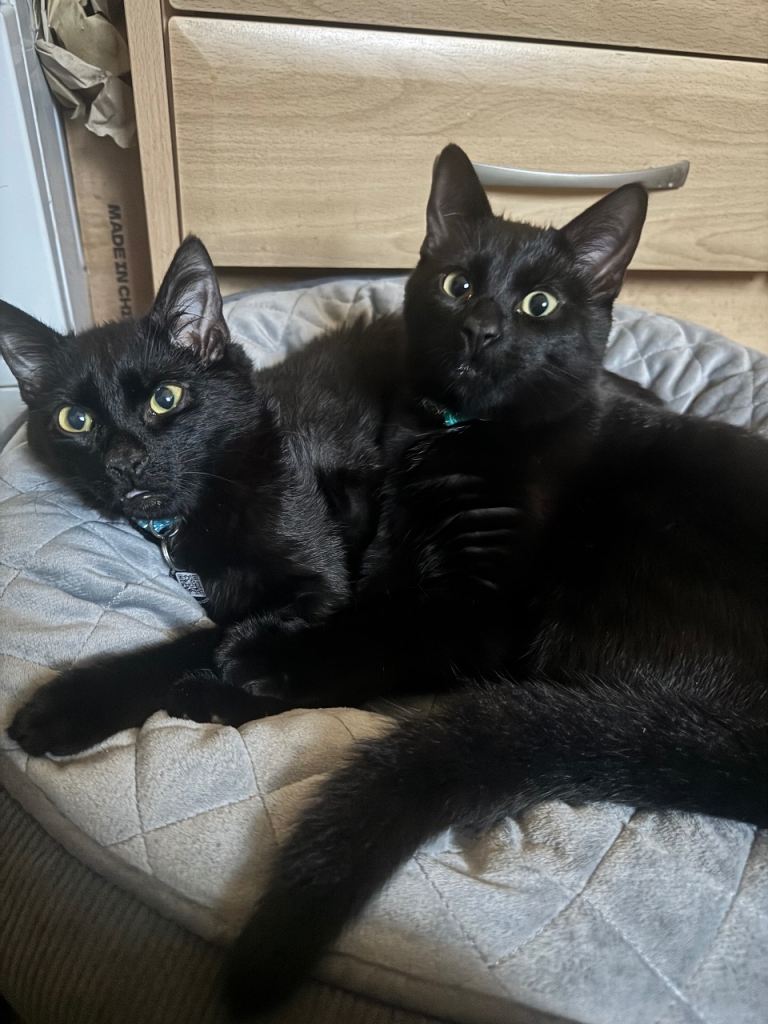 2x male 7 month old kittens 