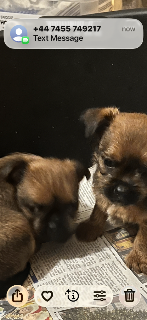 Pintzu puppy's .. min pin x Shih Tzu 