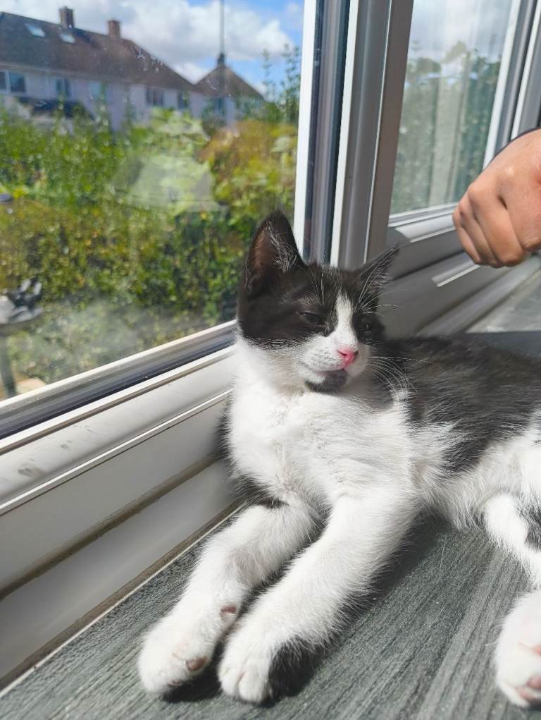 3 month old mixed breed toxido female kitten
