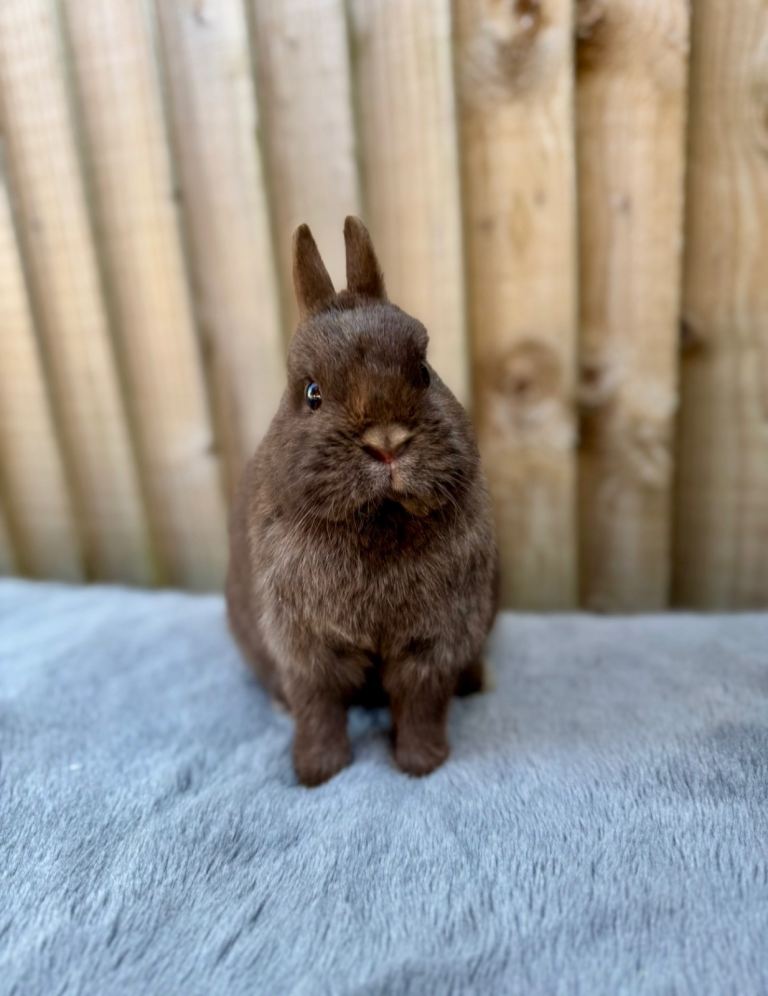 Netherland Dwarfs - ready now 