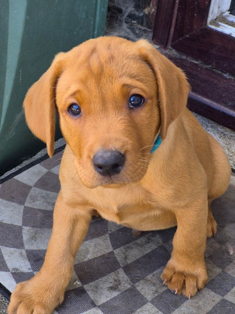 Fox red lab pups