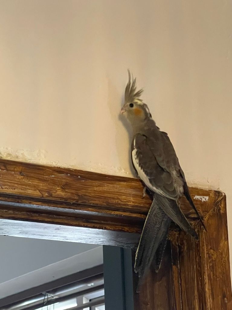2 Beautiful cockatiels looking for a new home