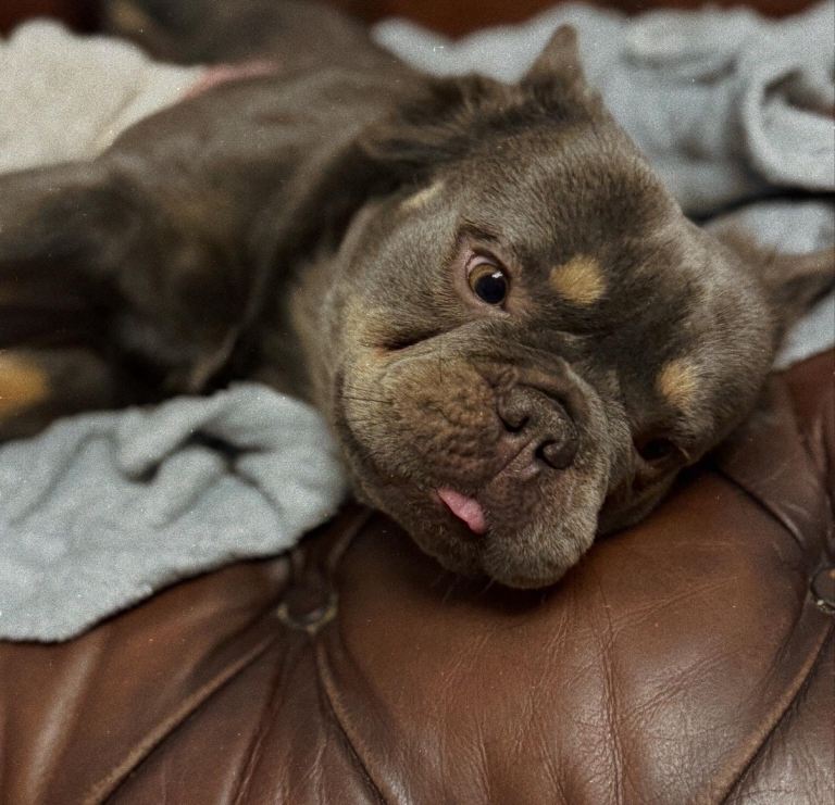 Fluffy French Bulldog For Sale