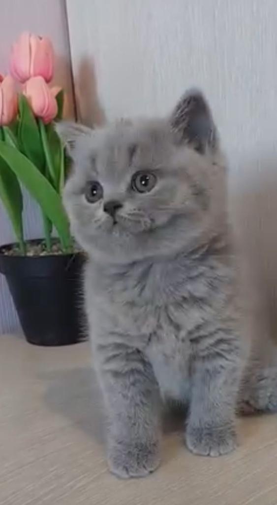 Grey Blue Kittens