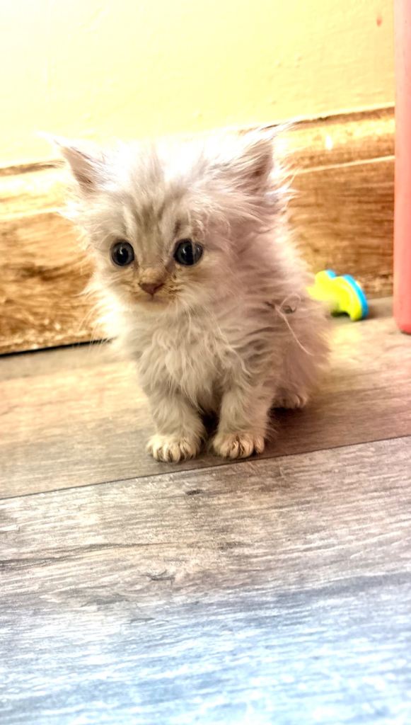 Kittens 