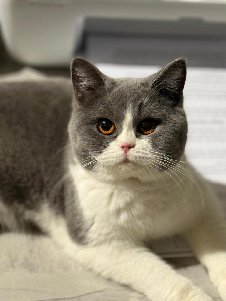 British shorthair active girl 