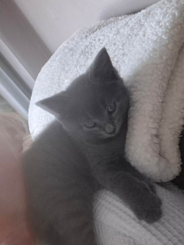 Kittens 
