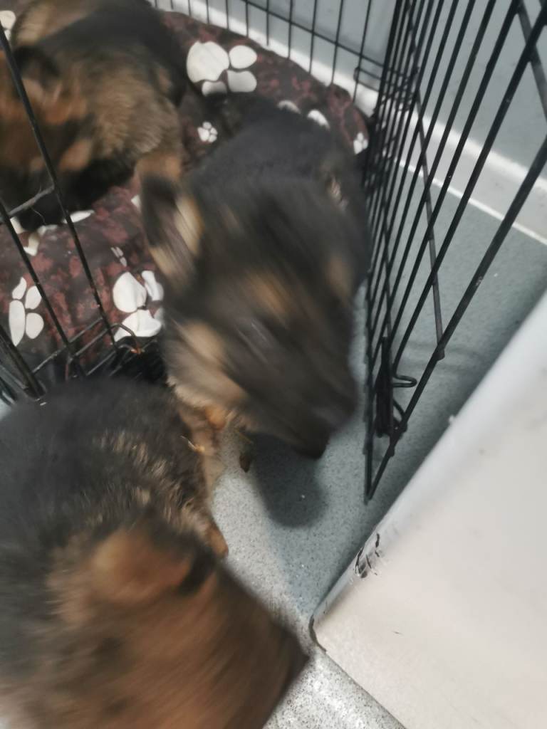 German shepherd puppies 