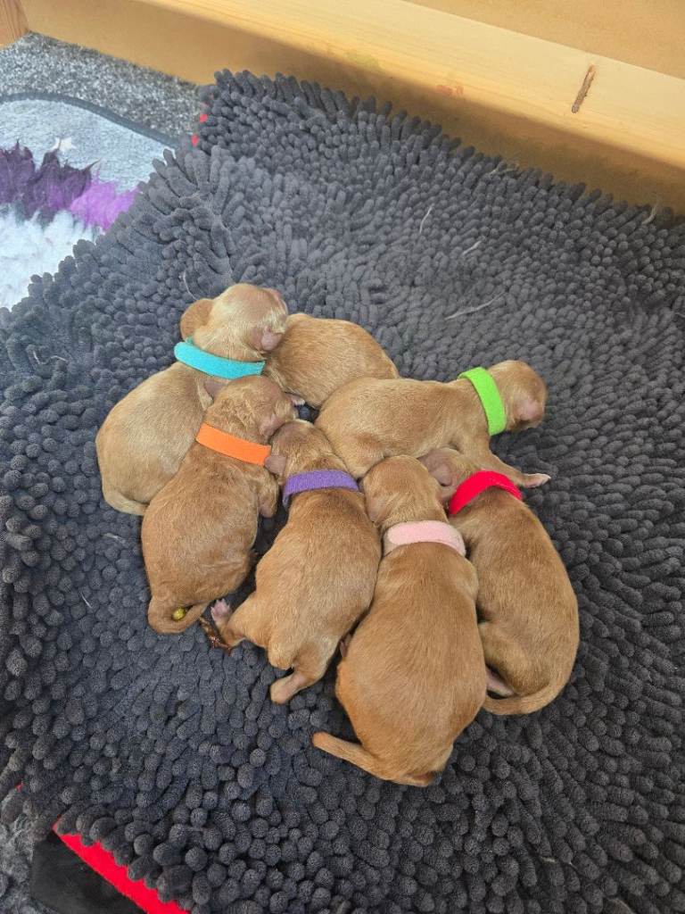 F1BB Toy American Cockapoo Puppies 