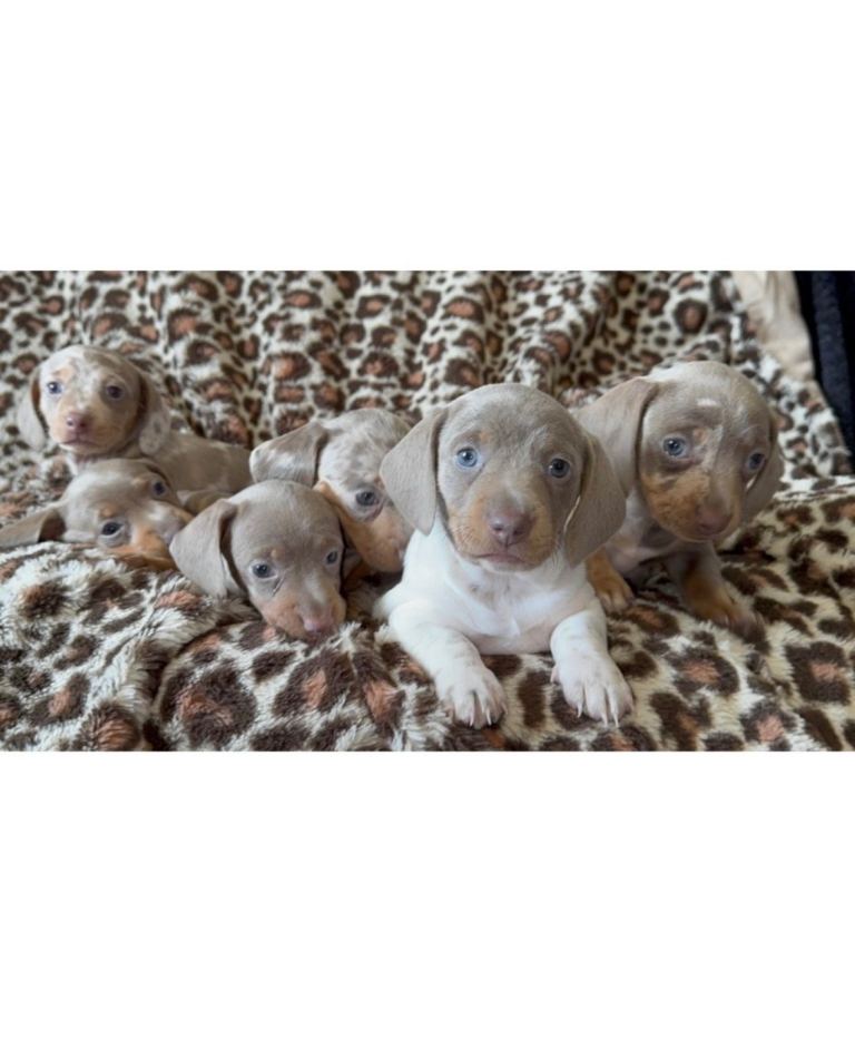 Miniature Dachshund Puppies 