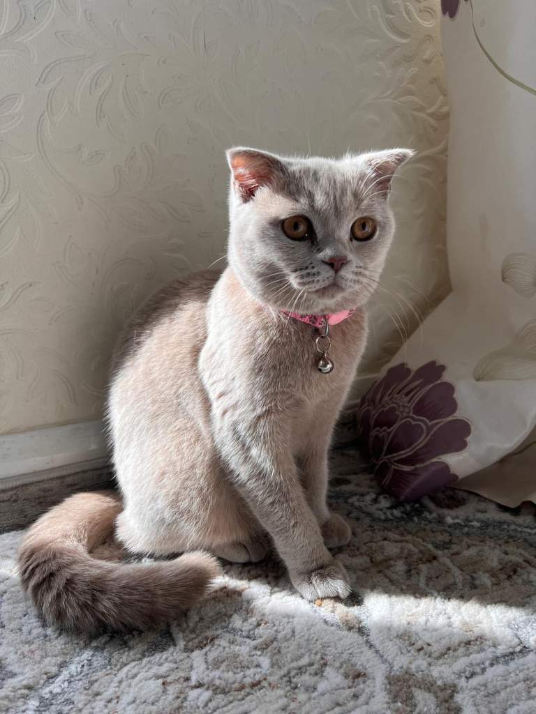 Gorgeous, rare BSH Kitten 