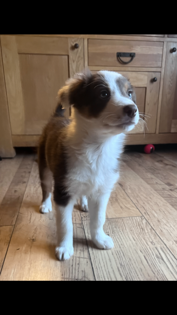 Sprollie puppies for sale!