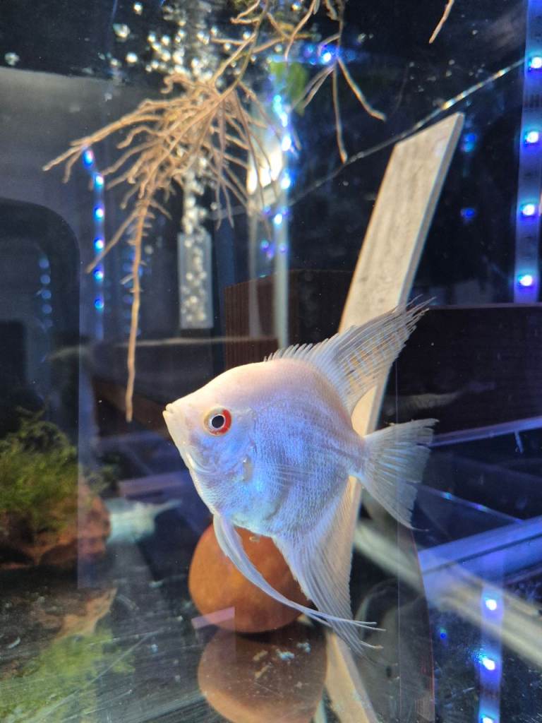 Angel fish 